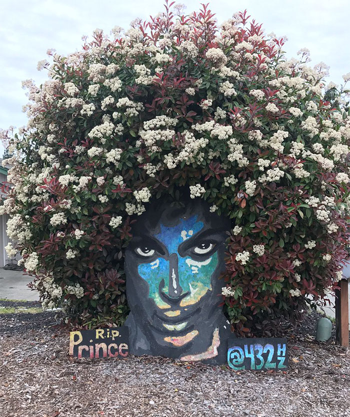 prince-tribute-bush-bloom-christine-stein-sacramento-california-13