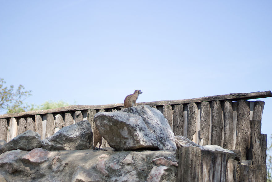 I Went To The Budapest Zoo To Take Some Real Pics.