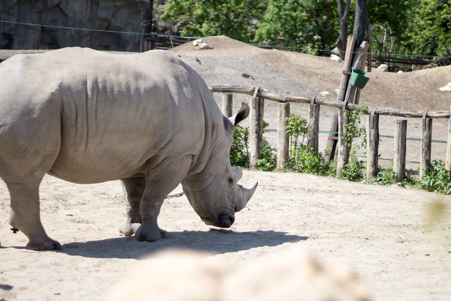 I Went To The Budapest Zoo To Take Some Real Pics. I Went To The Budapest Zoo To Take Some Real Pics.