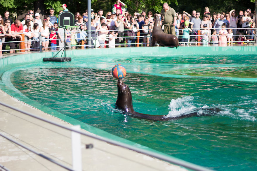 I Went To The Budapest Zoo To Take Some Real Pics.