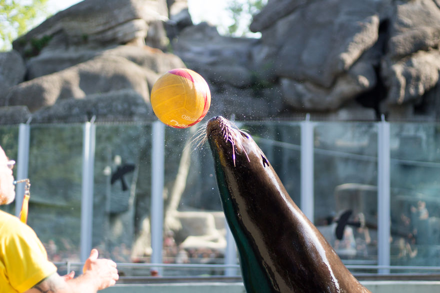 I Went To The Budapest Zoo To Take Some Real Pics.