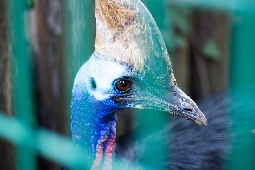 I Went To The Budapest Zoo To Take Some Real Pics.