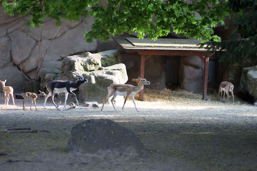 I Went To The Budapest Zoo To Take Some Real Pics.
