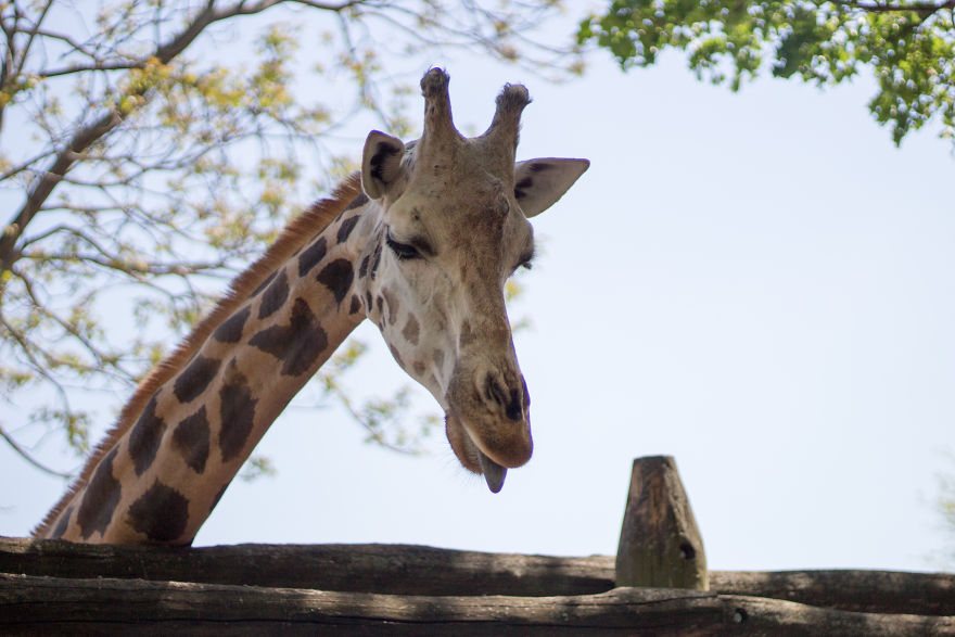 I Went To The Budapest Zoo To Take Some Real Pics. I Went To The Budapest Zoo To Take Some Real Pics.