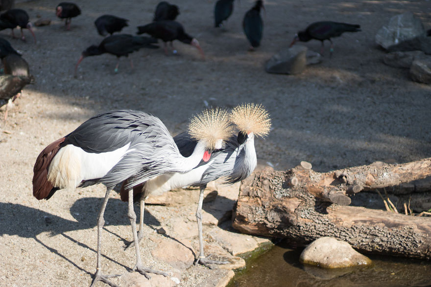 I Went To The Budapest Zoo To Take Some Real Pics.