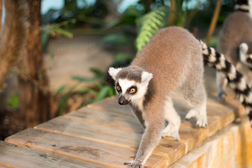 I Went To The Budapest Zoo To Take Some Real Pics. I Went To The Budapest Zoo To Take Some Real Pics.