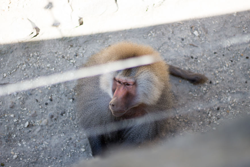 I Went To The Budapest Zoo To Take Some Real Pics. I Went To The Budapest Zoo To Take Some Real Pics.