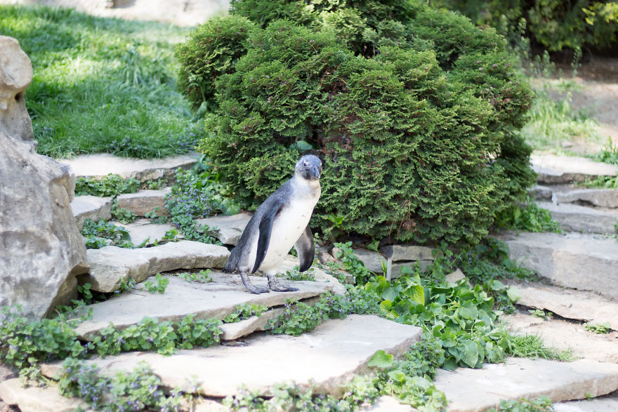 I Went To The Budapest Zoo To Take Some Real Pics.