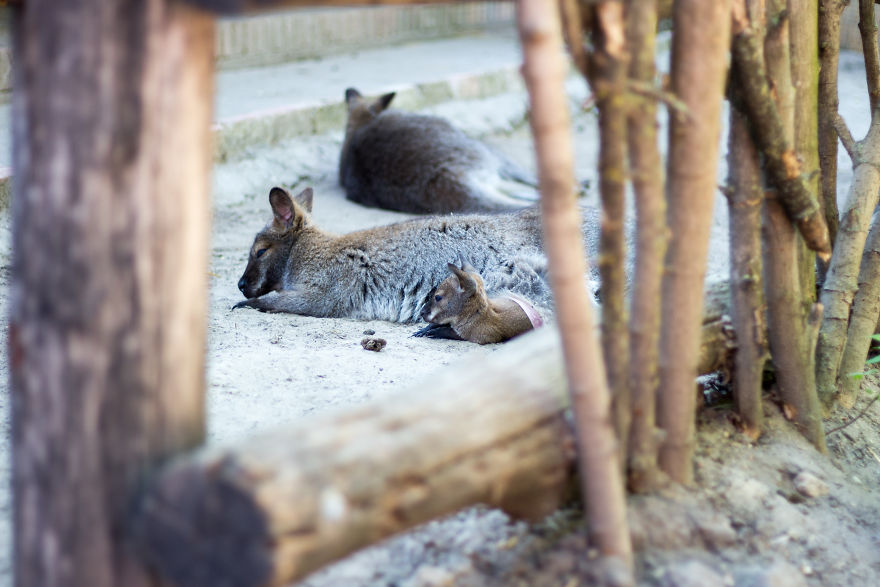 I Went To The Budapest Zoo To Take Some Real Pics. I Went To The Budapest Zoo To Take Some Real Pics.