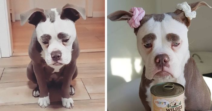 Este es el perro más triste de todo internet