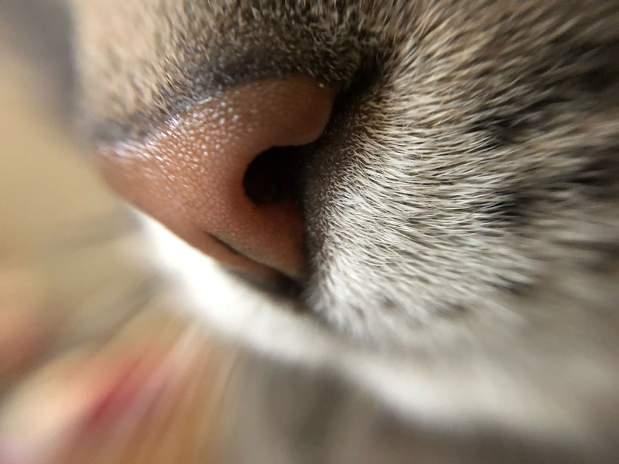 Cat-Noses-Macro-Photography