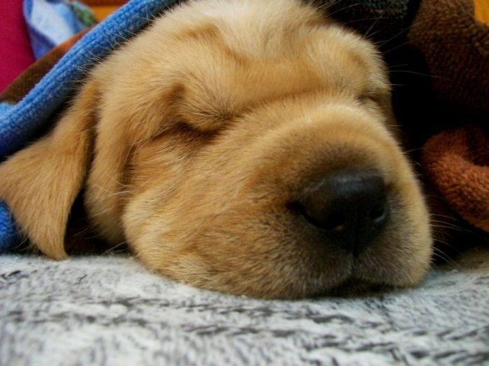 #43 Lucy, My Little Labrador + Sharpei Cutie