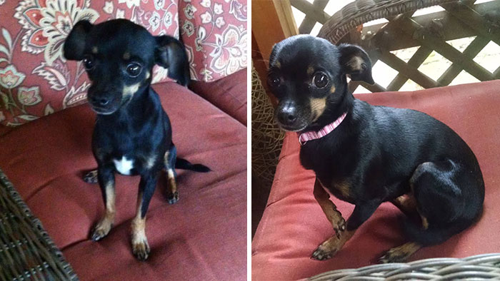 140 Of The Most Unbelievably Smart Things Pets Have Done That Surprised Their Owners