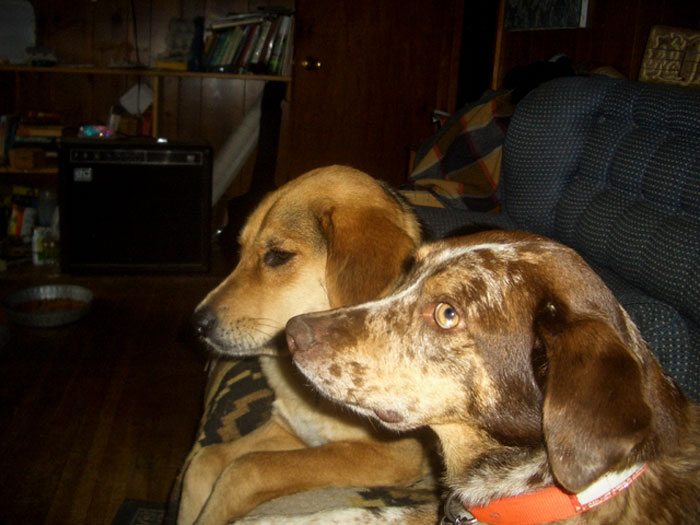 140 Of The Most Unbelievably Smart Things Pets Have Done That Surprised Their Owners