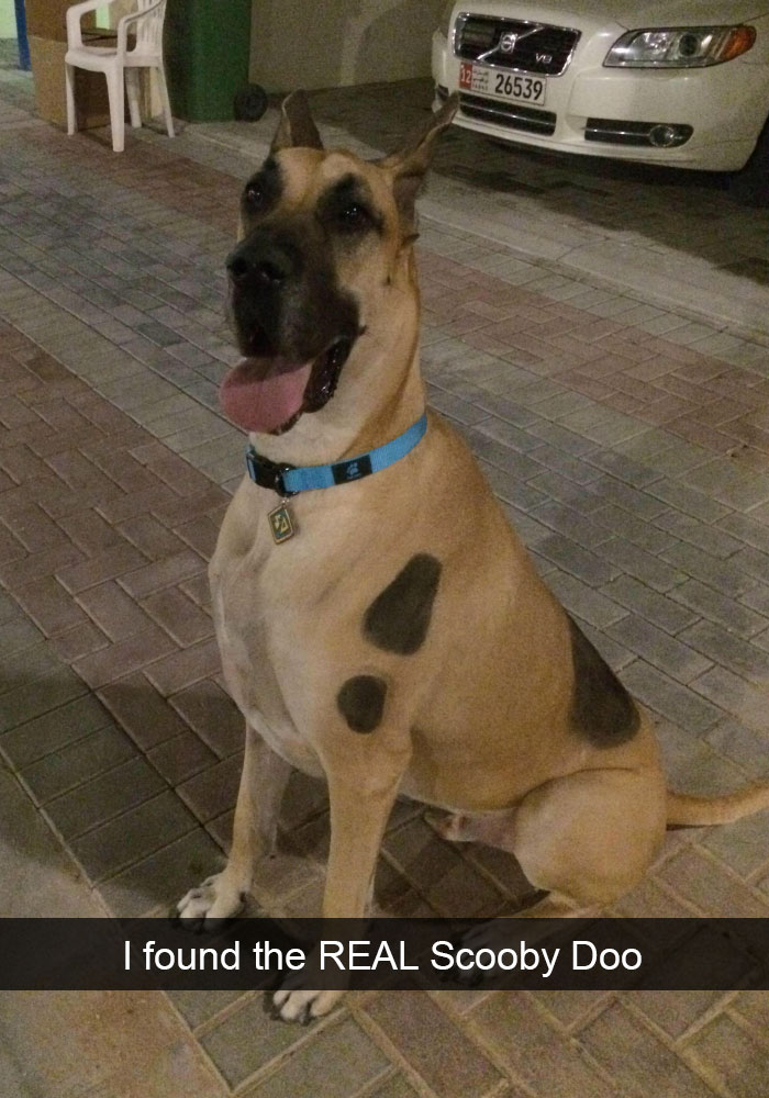 25+ Funny And Cute Dog Snapchats That Will Make Your Day (New Pics)