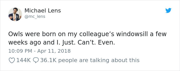 The Internet Can't Stop Laughing At These Owls Who Were Born Outside Of Office Window And Now Do This The Internet Can't Stop Laughing At These Owls Who Were Born Outside Of Office Window And Now Do This