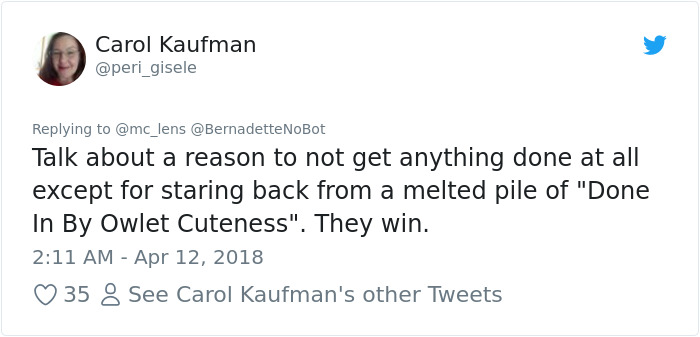 staring-owls-outside-office-windows-michael-lens-13 staring-owls-outside-office-windows-michael-lens-13