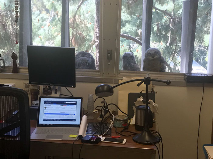 The Internet Can't Stop Laughing At These Owls Who Were Born Outside Of Office Window And Now Do This
