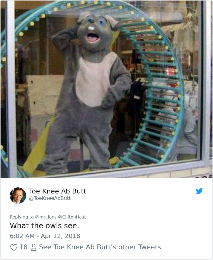 The Internet Can't Stop Laughing At These Owls Who Were Born Outside Of Office Window And Now Do This The Internet Can't Stop Laughing At These Owls Who Were Born Outside Of Office Window And Now Do This