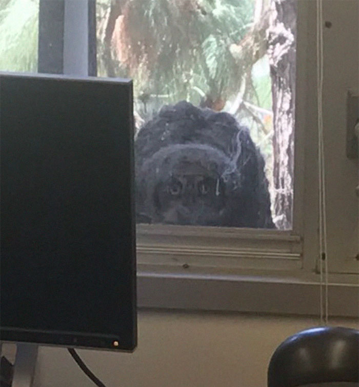 The Internet Can't Stop Laughing At These Owls Who Were Born Outside Of Office Window And Now Do This