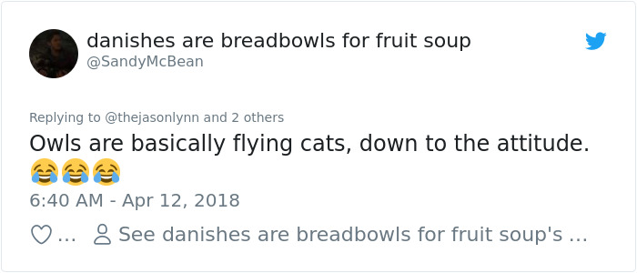 staring-owls-outside-office-windows-michael-lens-9 (1)