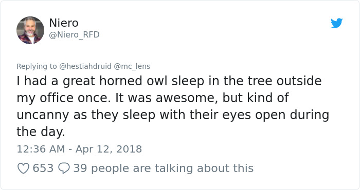 staring-owls-outside-office-windows-michael-lens-9 (2)