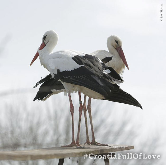 This Stork Has Been Flying 13,000 Km Each Year For 16 Years To See His Injured Soulmate This Stork Has Been Flying 13,000 Km Each Year For 16 Years To See His Injured Soulmate