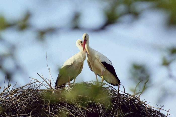 This Stork Has Been Flying 13,000 Km Each Year For 16 Years To See His Injured Soulmate This Stork Has Been Flying 13,000 Km Each Year For 16 Years To See His Injured Soulmate