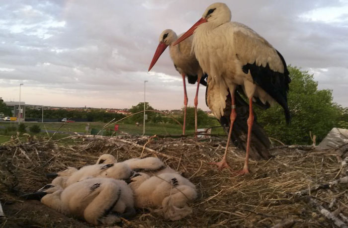 This Stork Has Been Flying 13,000 Km Each Year For 16 Years To See His Injured Soulmate This Stork Has Been Flying 13,000 Km Each Year For 16 Years To See His Injured Soulmate