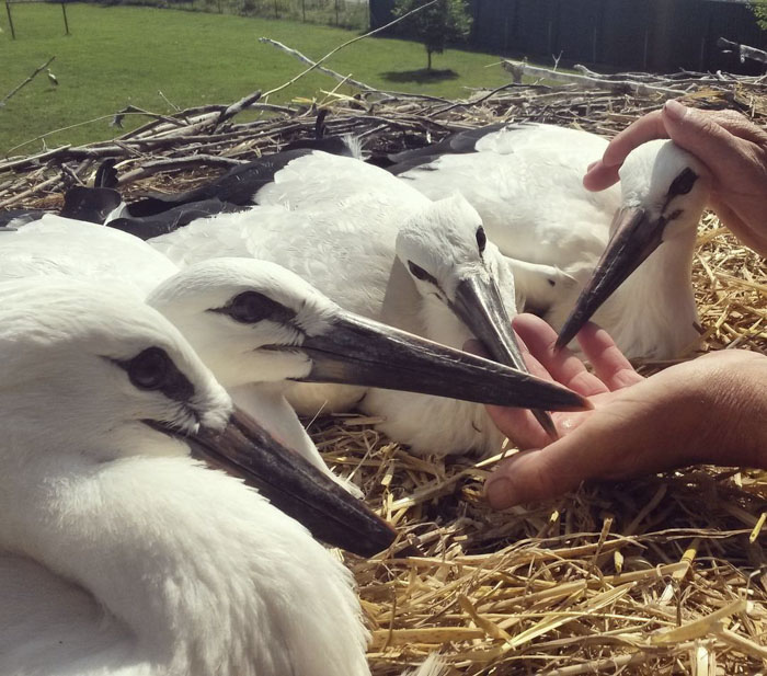 This Stork Has Been Flying 13,000 Km Each Year For 16 Years To See His Injured Soulmate This Stork Has Been Flying 13,000 Km Each Year For 16 Years To See His Injured Soulmate