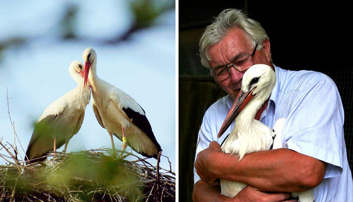 This Stork Has Been Flying 13,000 Km Each Year For 16 Years To See His Injured Soulmate