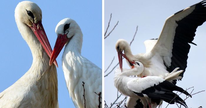 This Stork Has Been Flying 13,000 Km Each Year For 16 Years To See His Injured Soulmate