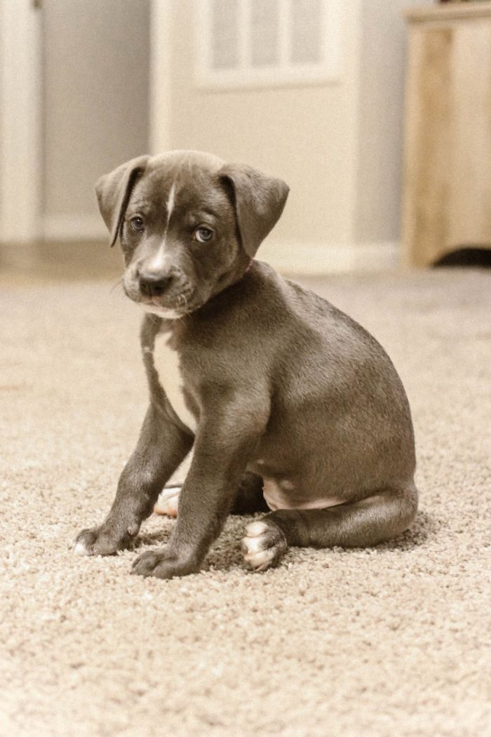Indi Wartooth | 5 Week Pitty