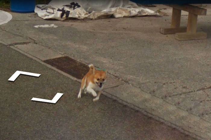 tiny-dog-follows-street-view-car-kagoshima-japan005 tiny-dog-follows-street-view-car-kagoshima-japan005