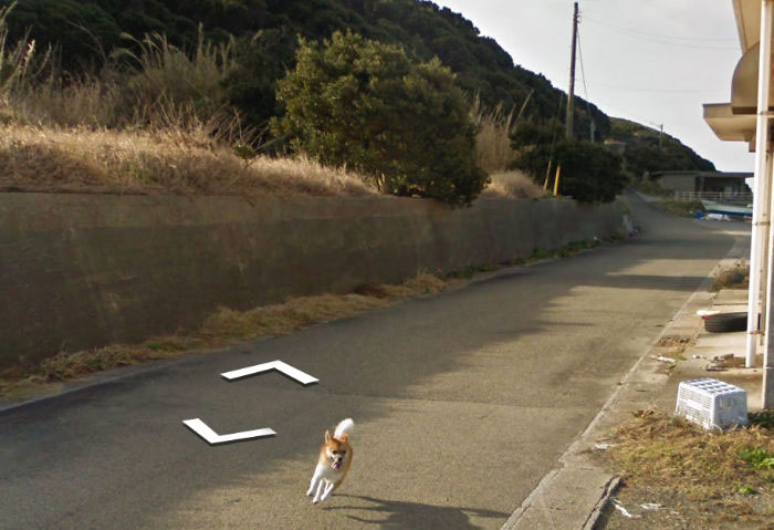 tiny-dog-follows-street-view-car-kagoshima-japan010 tiny-dog-follows-street-view-car-kagoshima-japan010