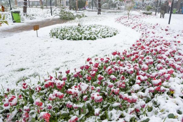 I Found These Lovely Photos: Spring Snow Covers Tulip Garden I Found These Lovely Photos: Spring Snow Covers Tulip Garden