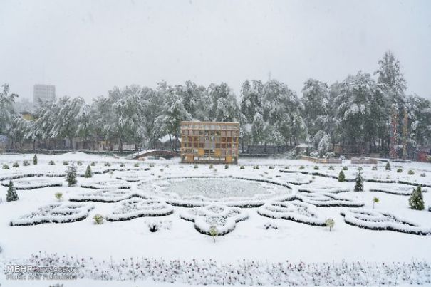 I Found These Lovely Photos: Spring Snow Covers Tulip Garden