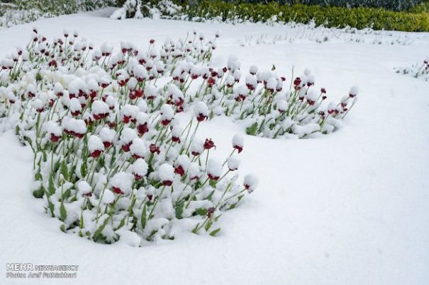 I Found These Lovely Photos: Spring Snow Covers Tulip Garden