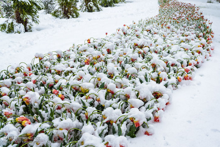 I Found These Lovely Photos: Spring Snow Covers Tulip Garden