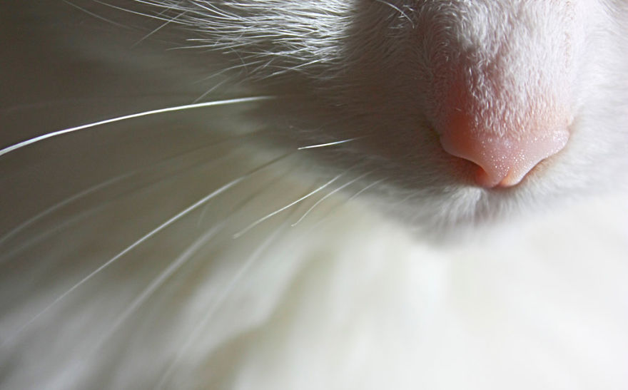 Cat-Noses-Macro-Photography