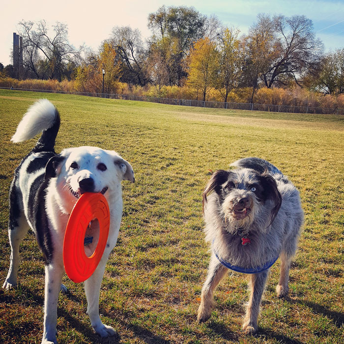 140 Of The Most Unbelievably Smart Things Pets Have Done That Surprised Their Owners