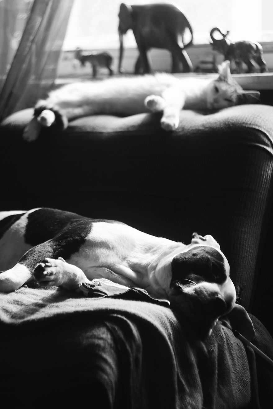 I Documented The 10 Year Friendship Of My American Staffie And Adopted Kitten And This Is What It Looks Like