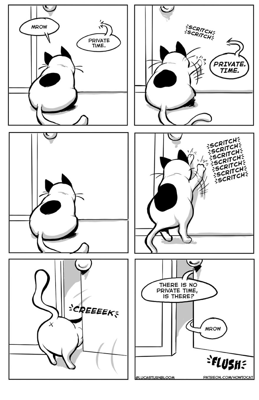 From Rescue Cat To 'How To Cat'