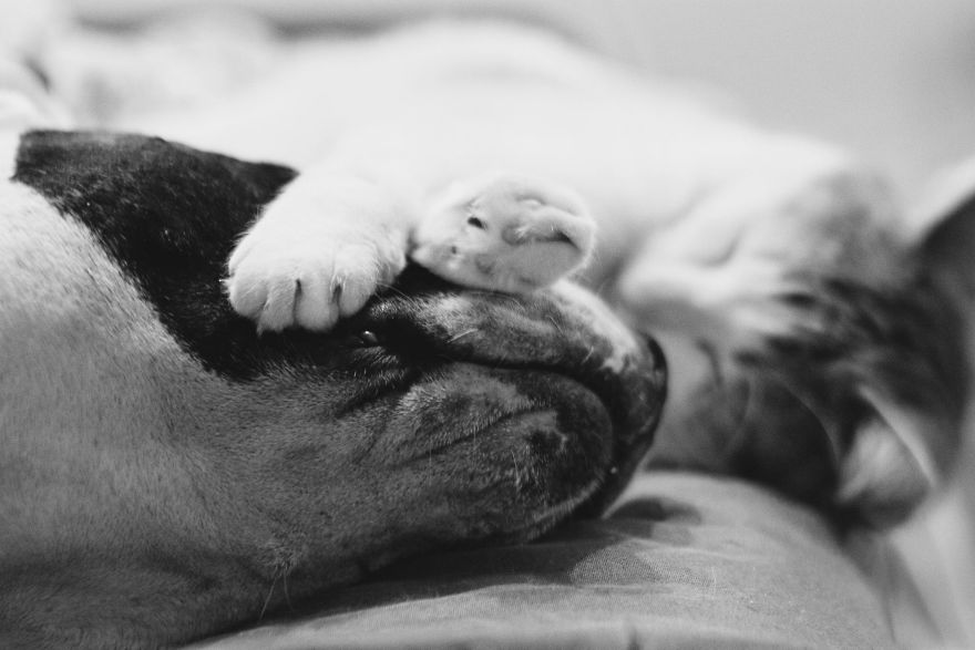 I Documented The 10 Year Friendship Of My American Staffie And Adopted Kitten And This Is What It Looks Like
