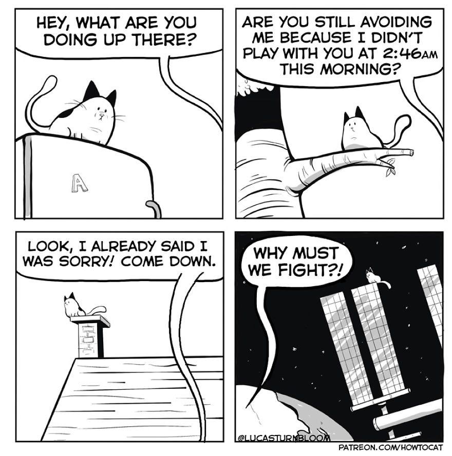 From Rescue Cat To 'How To Cat'