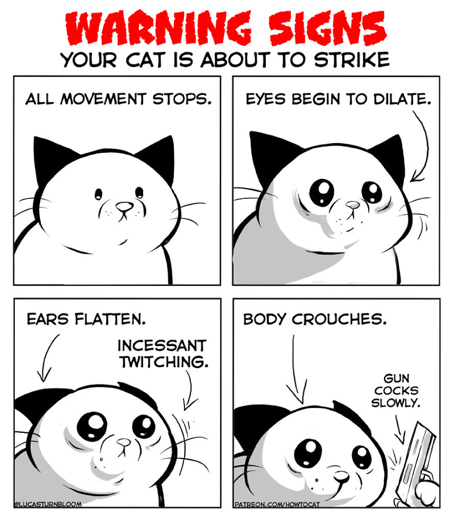 From Rescue Cat To 'How To Cat'