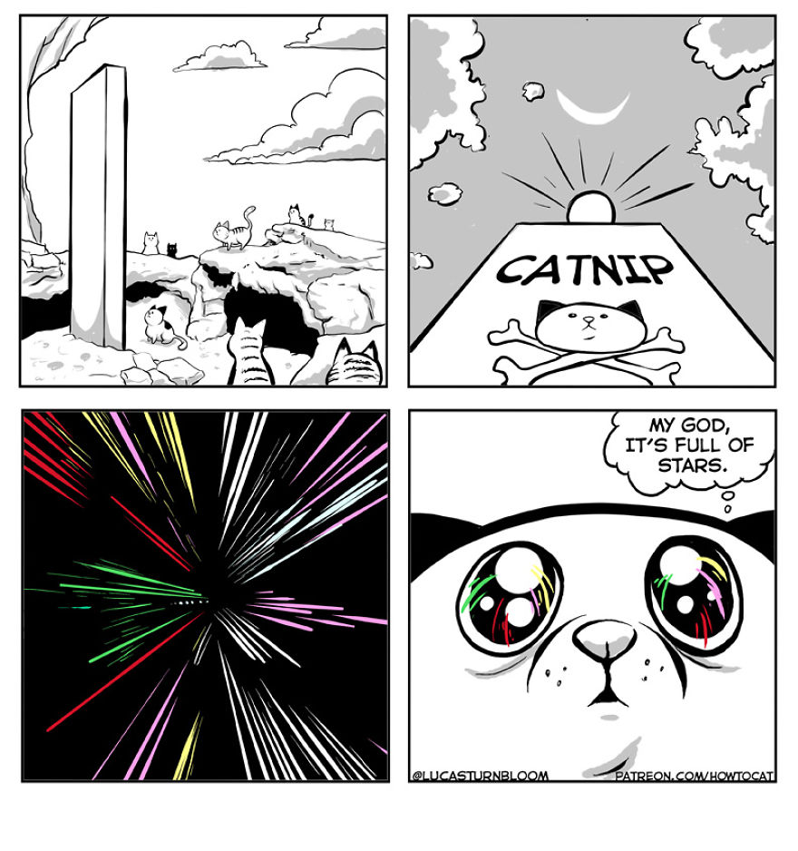 From Rescue Cat To 'How To Cat'