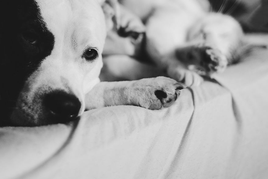 I Documented The 10 Year Friendship Of My American Staffie And Adopted Kitten And This Is What It Looks Like