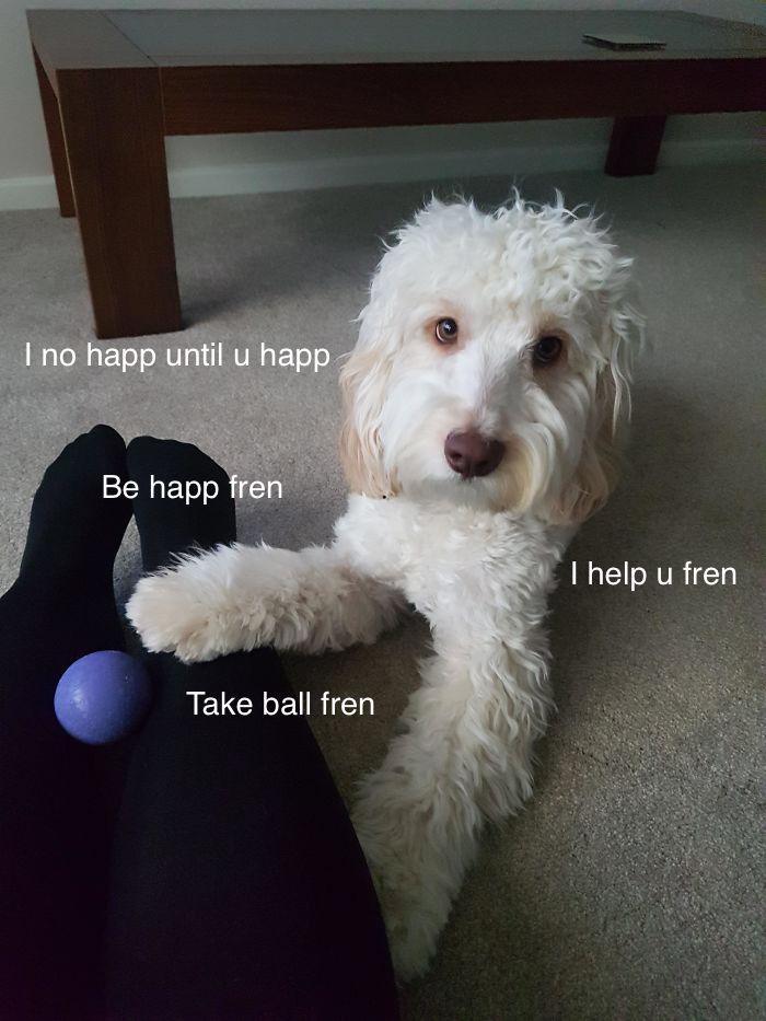 I Made These Pictures With The Sweet Dog Post And I Hope They'll Brighten Your Day