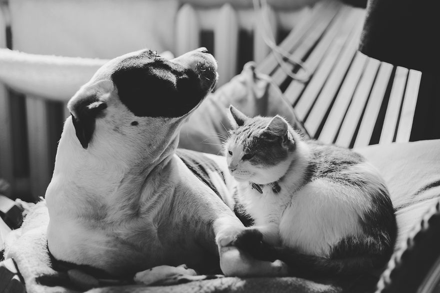 I Documented The 10 Year Friendship Of My American Staffie And Adopted Kitten And This Is What It Looks Like